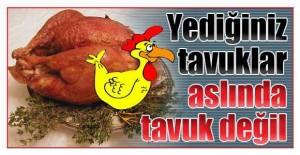 tavuk